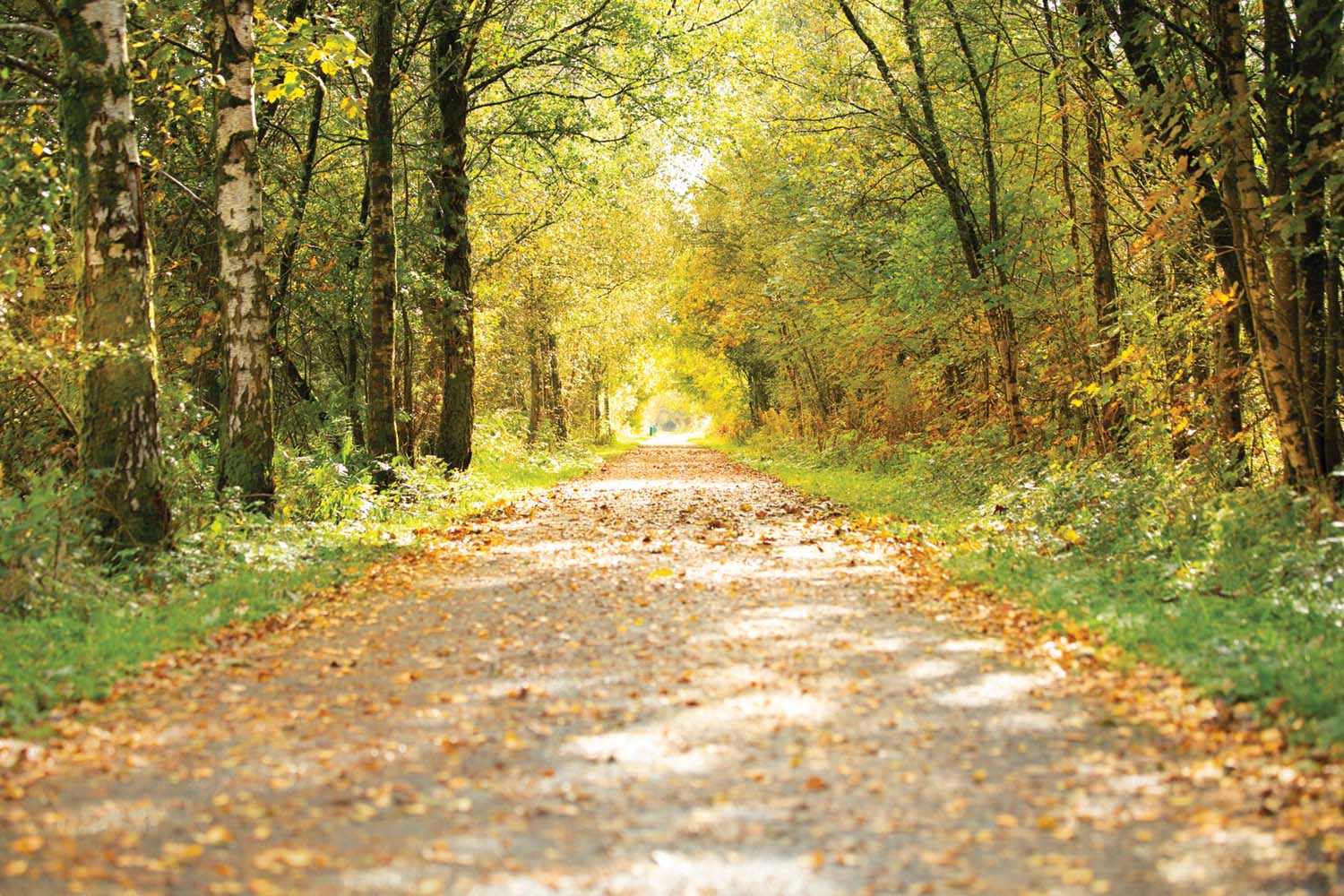 National Cycle Route 75, photo ©Little Studio Photography