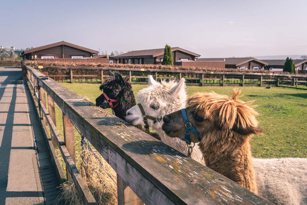 Ingliston Country Club & Hotel's resident alpacas