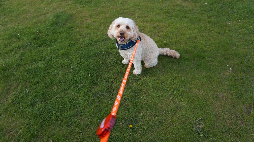 Renfrewshire dog owners