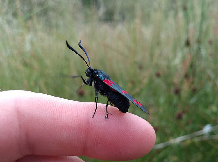 Paisley Natural History Society