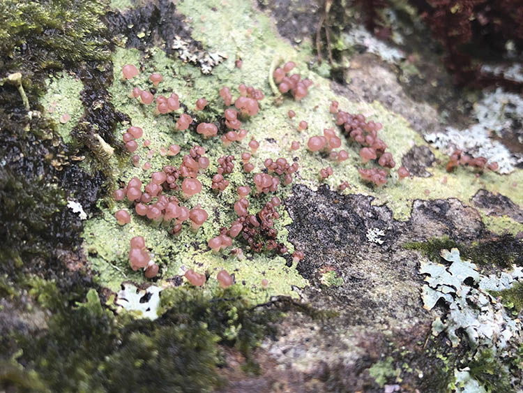 Paisley Natural History Society